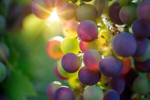tipo de vinho - uva em videira ensolarada
