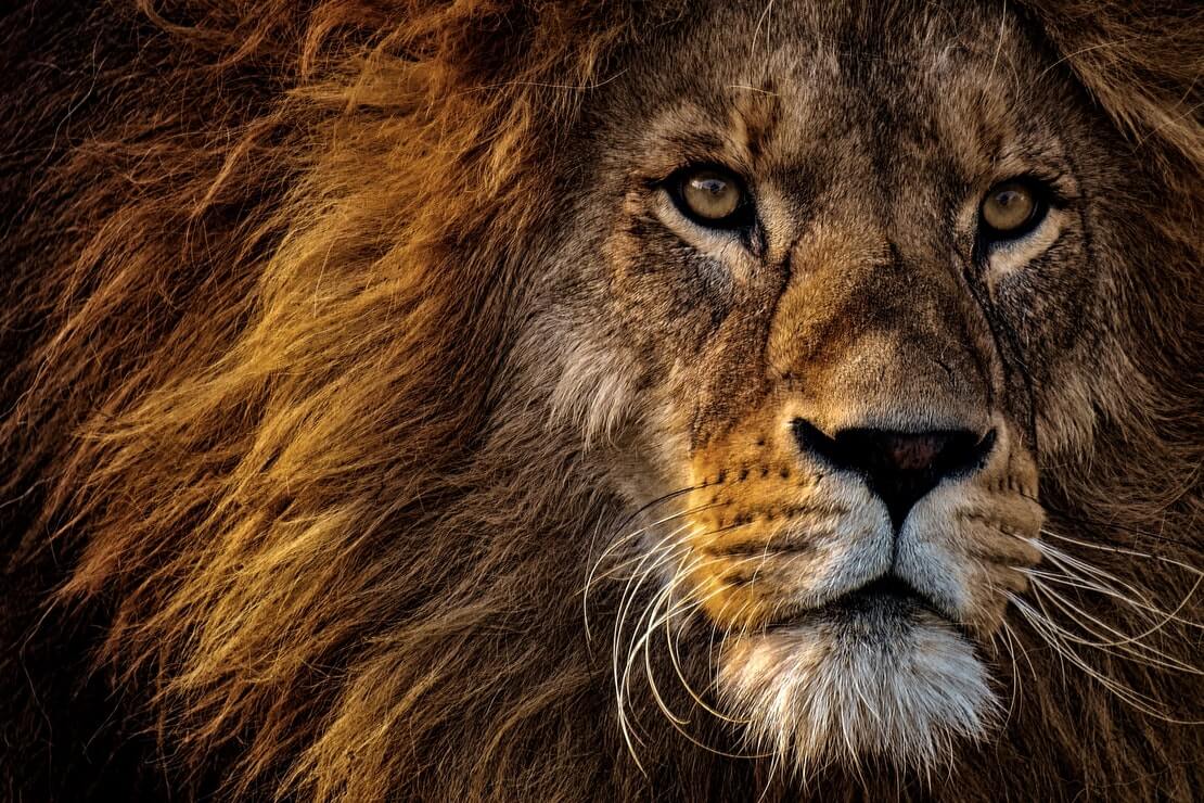 10 curiosidades sobre os nativos do signo de Leão